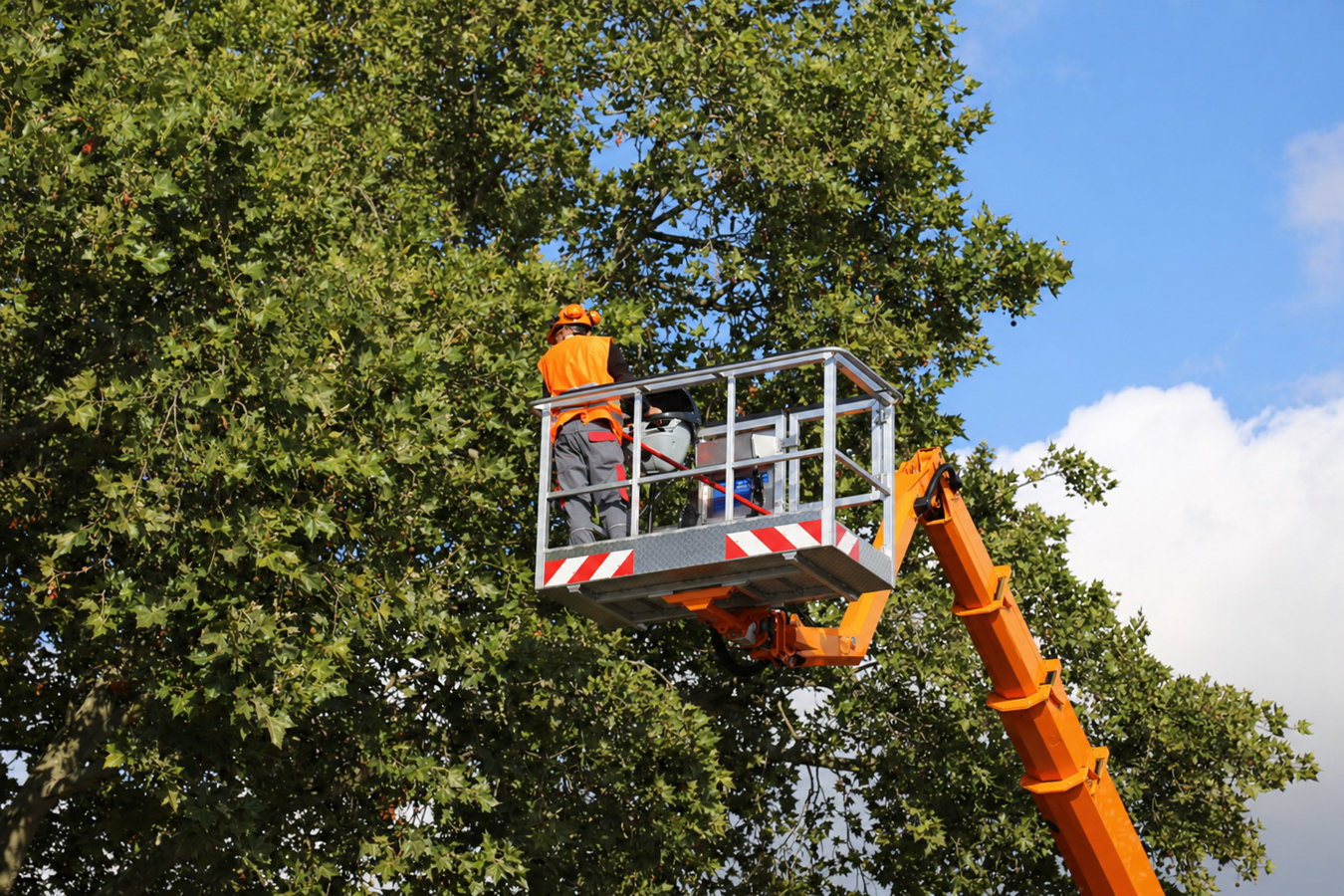 Commercial tree service in Pacifica, CA