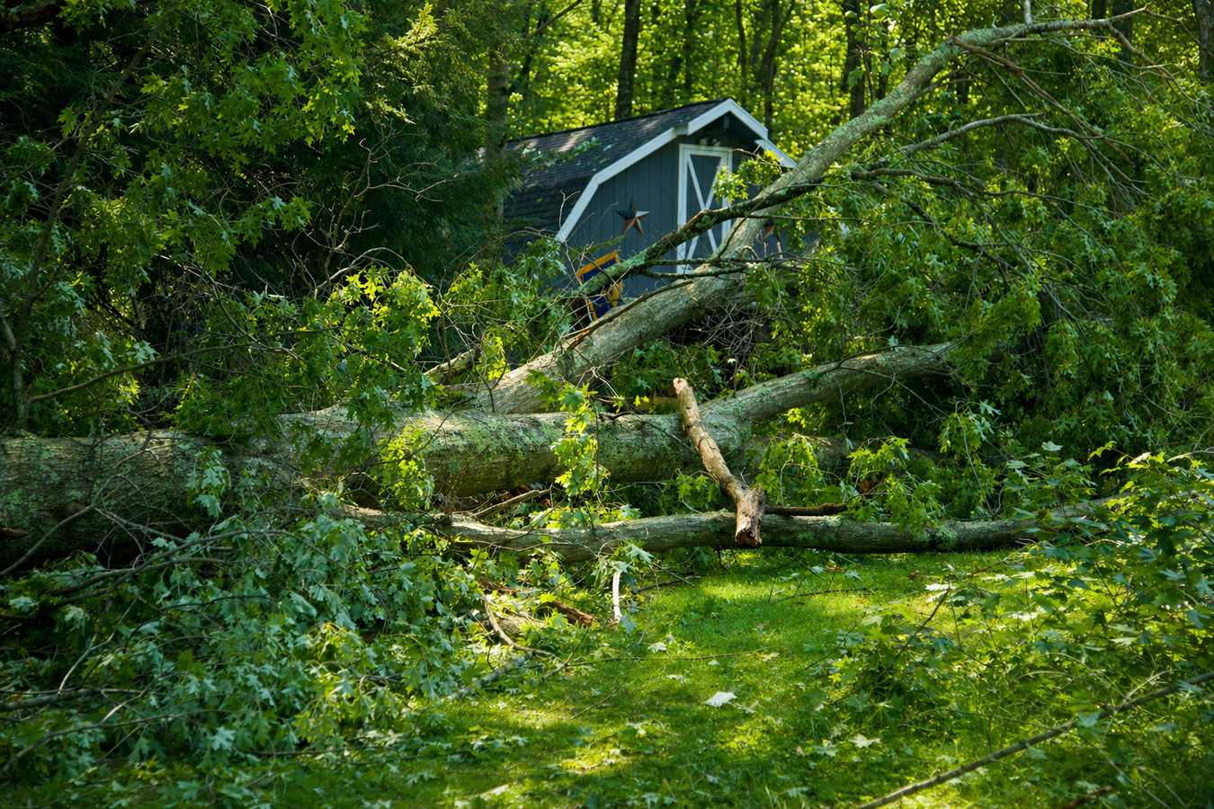 Emergency tree service in Pacifica, CA