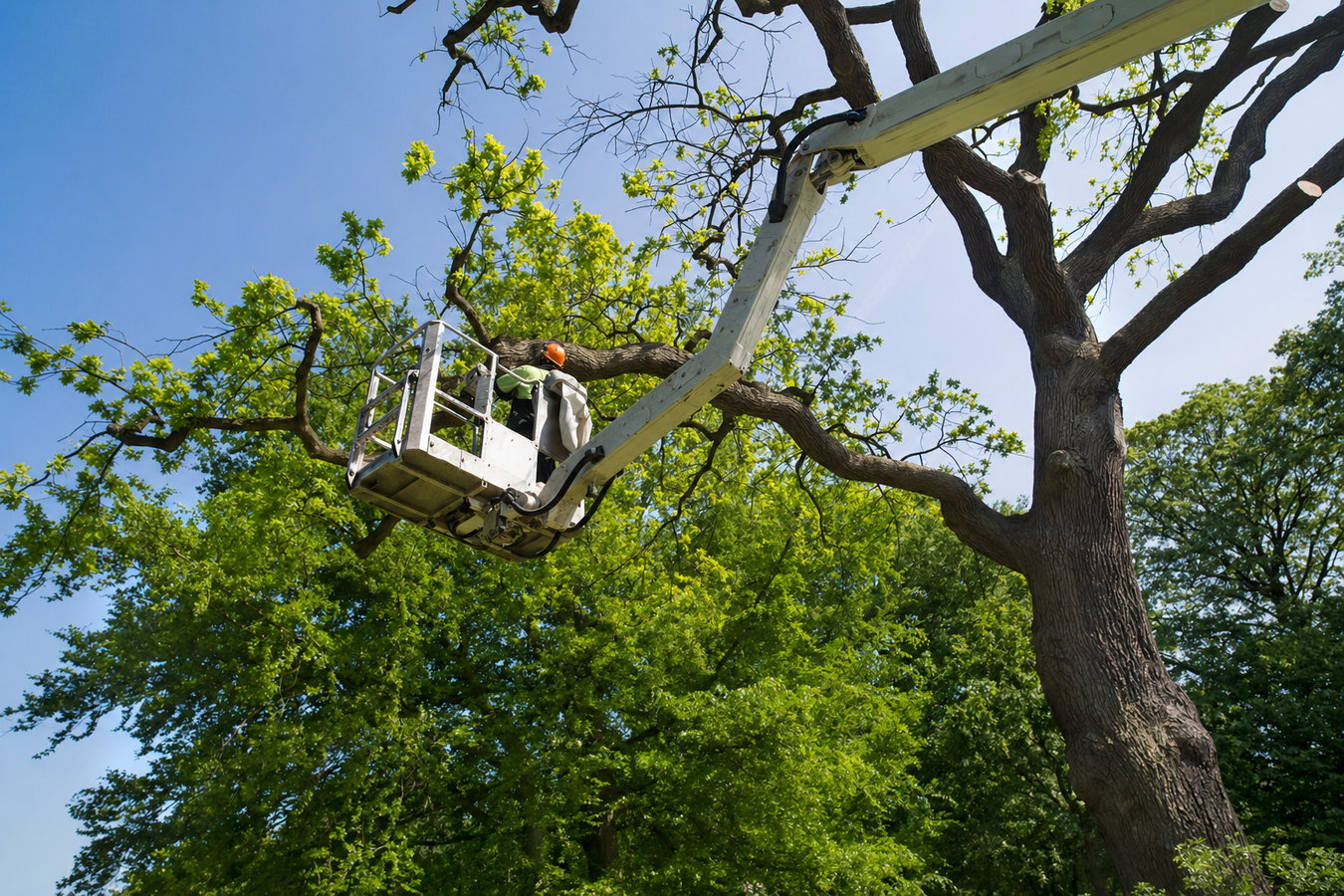 Pacifica Tree Services - professional tree service in Pacifica, CA