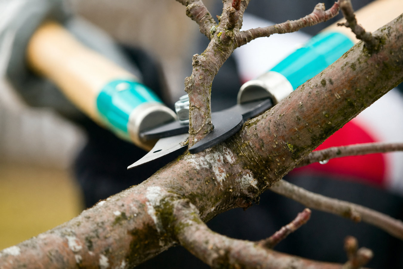 Tree pruning in Pacifica, CA