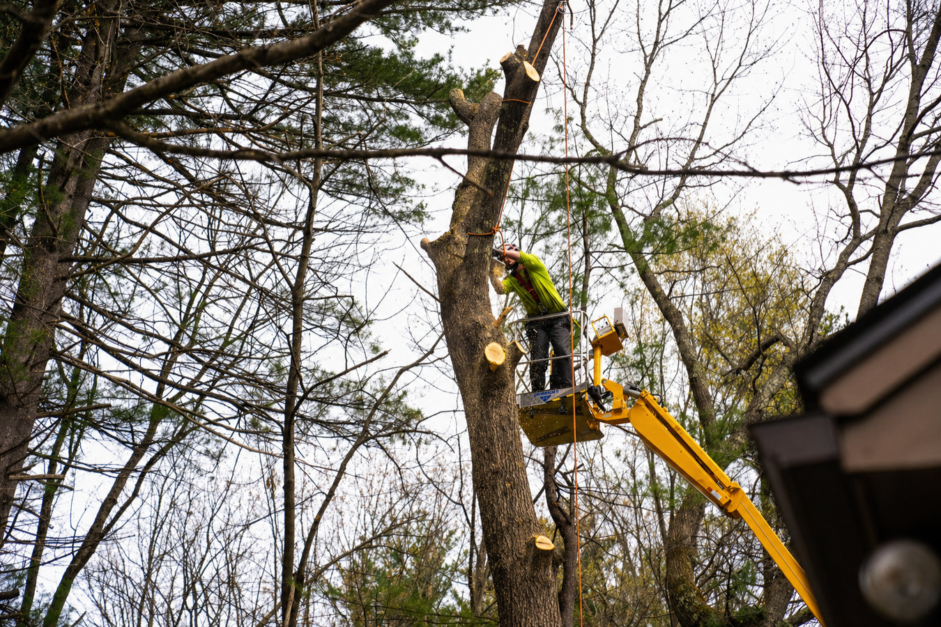 Tree removal in Pacifica, CA